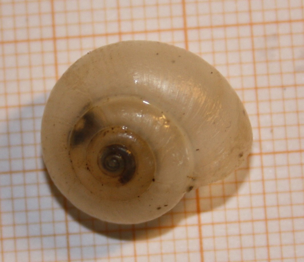 dall''Appennino bolognese: Monacha sp.?